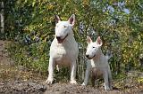 BULL TERRIER 035